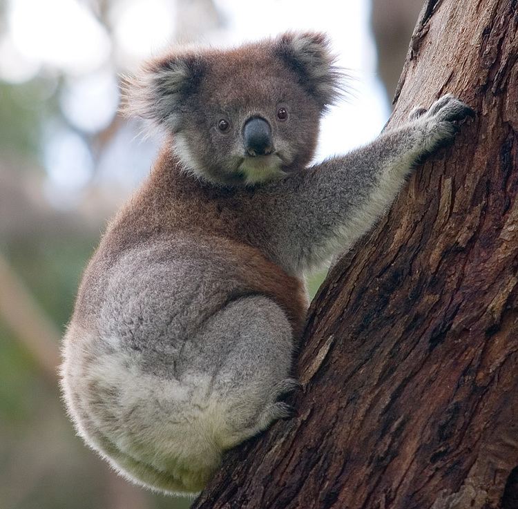 Koala httpsuploadwikimediaorgwikipediacommons44