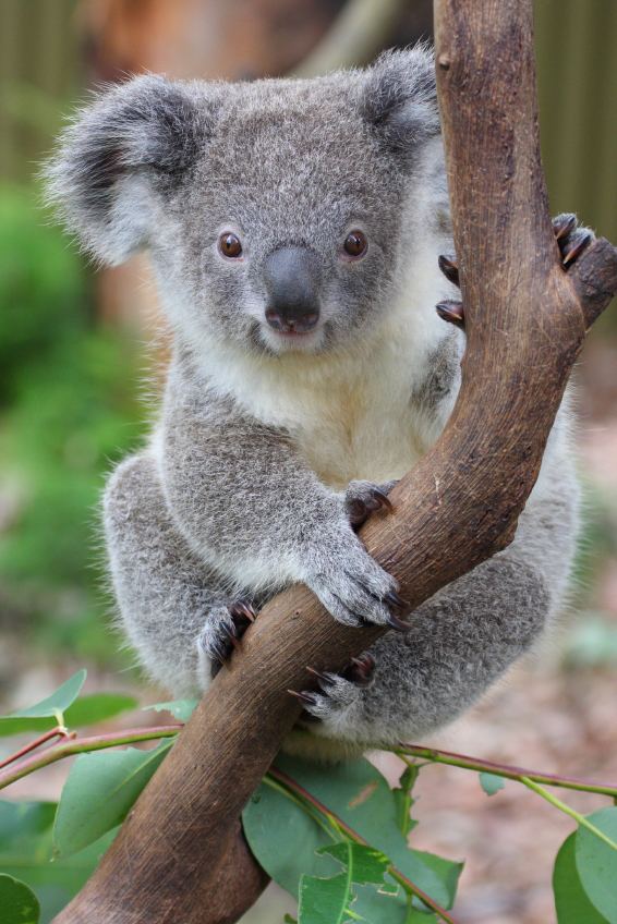 Koala Koala Facts for Kids Australian Animals Marsupials