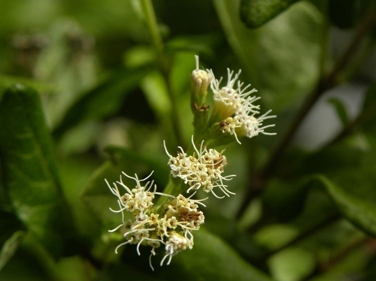 Koanophyllon Leon Levy Native Plant Preserve Plant Listings Koanophyllon villosum