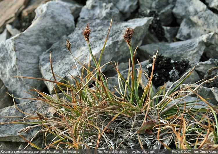 Kobresia Kobresia simpliciuscula ssp subholarctica The Flora of Svalbard