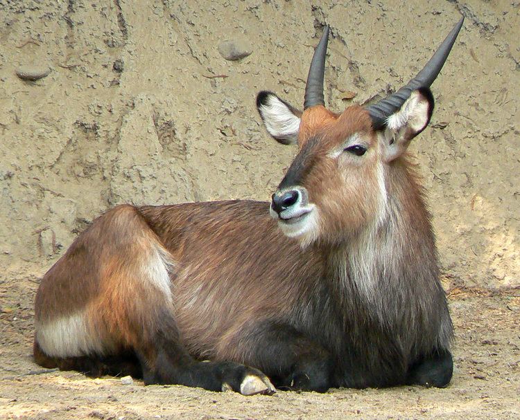Kobus (antelope) httpsuploadwikimediaorgwikipediacommons77