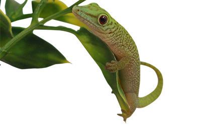 Koch's giant day gecko Peregrine Livefoods KOCH39s Giant Day Gecko