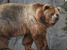 Kodiak bear httpsuploadwikimediaorgwikipediacommonsthu