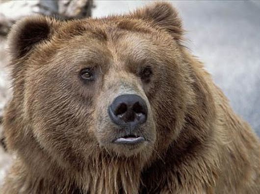 Image result for female kodiak bear