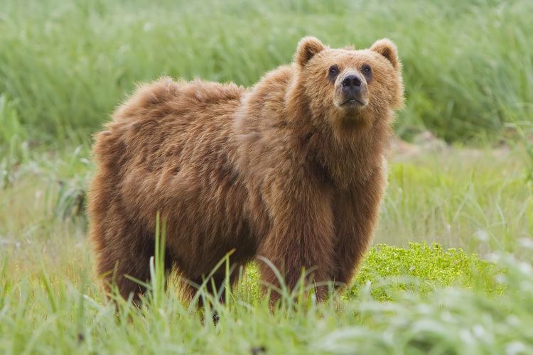 Kodiak bear Kodiak bear Wikipedia