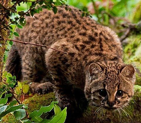Kodkod Kodkod Small Wild Cat of the West Animal Pictures and Facts