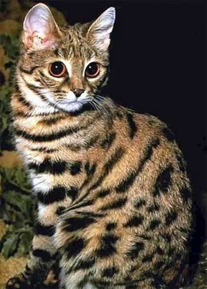 Kodkod Kodkod Small Wild Cat of the West Animal Pictures and Facts
