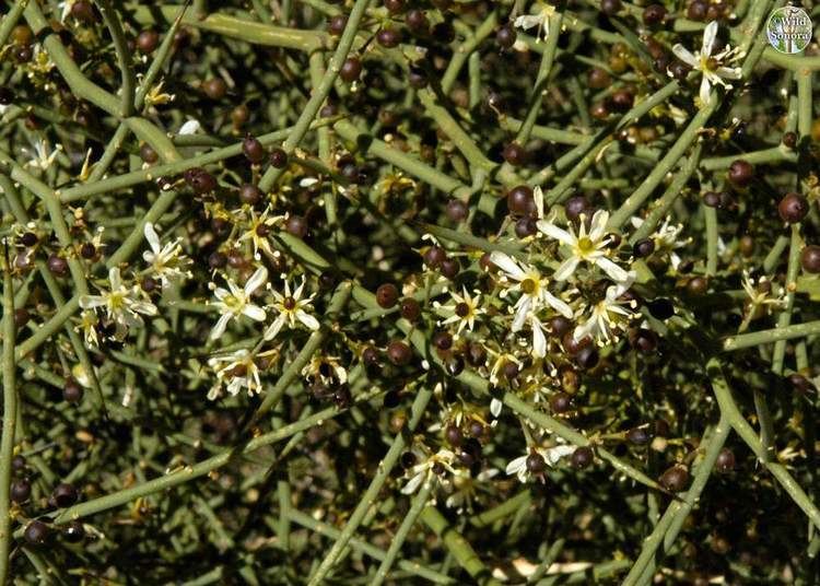 Koeberlinia Koeberlinia spinosa allthorn Wild Sonora