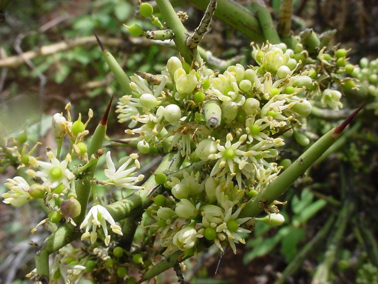 Koeberlinia Vascular Plants of the Gila Wilderness Koeberlinia spinosa var