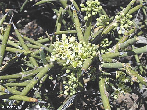 Koeberlinia Chihuahuan Desert Plants Koeberlinia spinosa