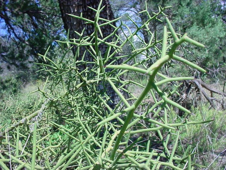 Koeberlinia Vascular Plants of the Gila Wilderness Koeberlinia spinosa var