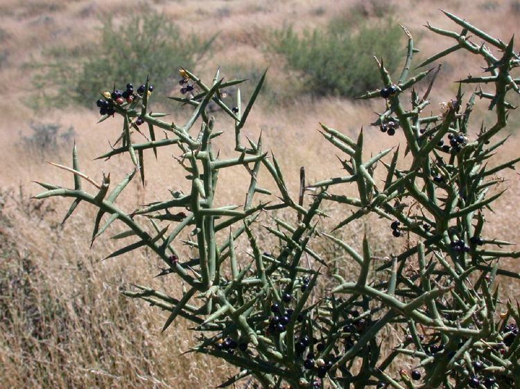 Koeberlinia Koeberlinia spinosa Koeberliniaceae image 25057 at