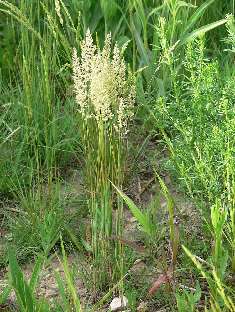 Koeleria Koeleria macrantha prairie Koeler39s grass Go Botany
