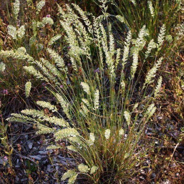 Koeleria macrantha KOELERIA MACRANTHA Crested Hairgrass