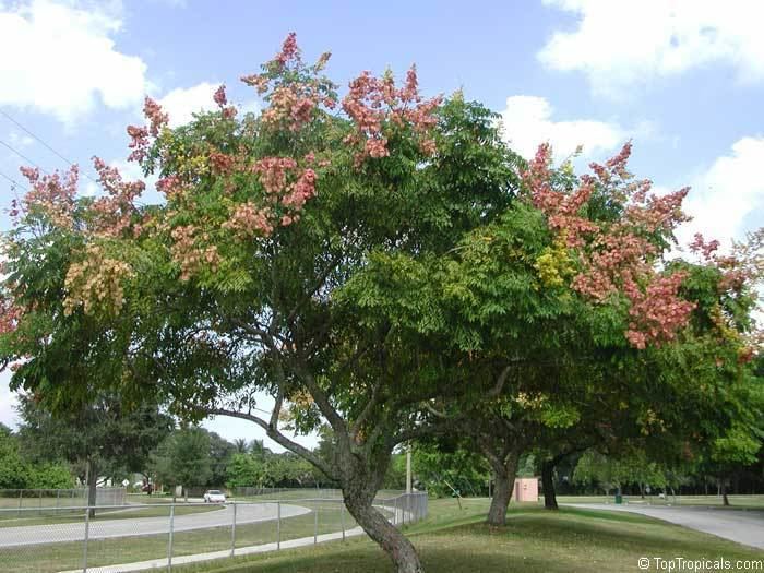Koelreuteria bipinnata A Stunning Fall Bloomer Chinese Flame Tree Koelreuteria bipinnata