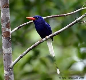Kofiau paradise kingfisher wwwtaenoscomimgITISTanysipteraelliotikofiau