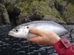 Koheru Koheru The Ultimate Baitfish The Fishing Website