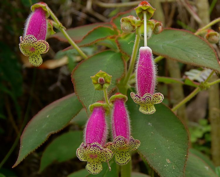 Kohleria Photos of Colombia Flowers Kohleria