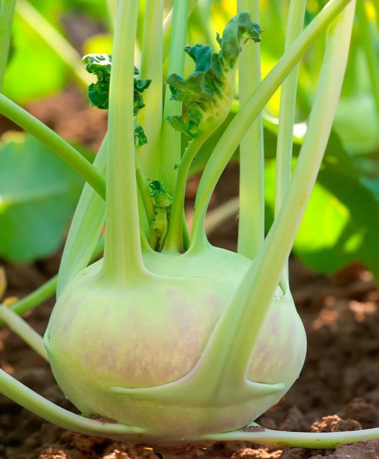 Kohlrabi Kohlrabi Is Weird And Here39s What You Can Do With It Kitchn