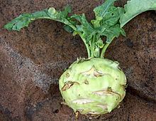 Kohlrabi httpsuploadwikimediaorgwikipediacommonsthu