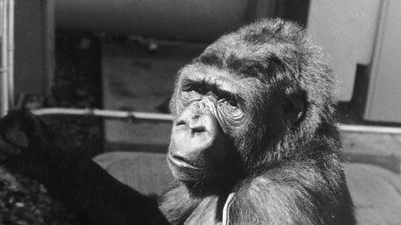 Koko: A Talking Gorilla Koko A Talking Gorilla 1978 The Criterion Collection