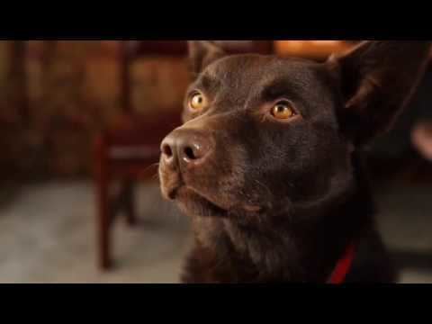 Koko (dog) Koko39s RED DOG Screen Test YouTube