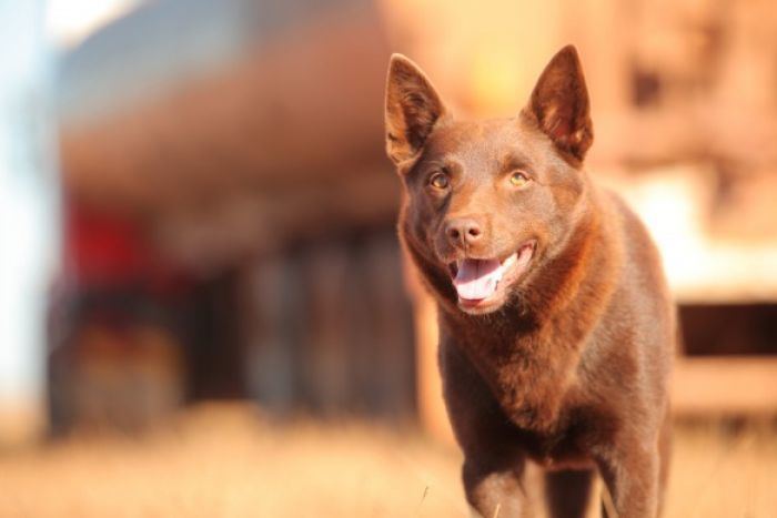 Koko (dog) Red Dog star Koko dies ABC News Australian Broadcasting Corporation