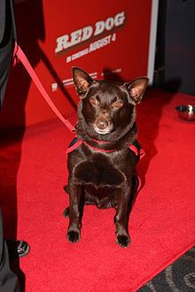 Koko (dog) httpsuploadwikimediaorgwikipediacommonsthu