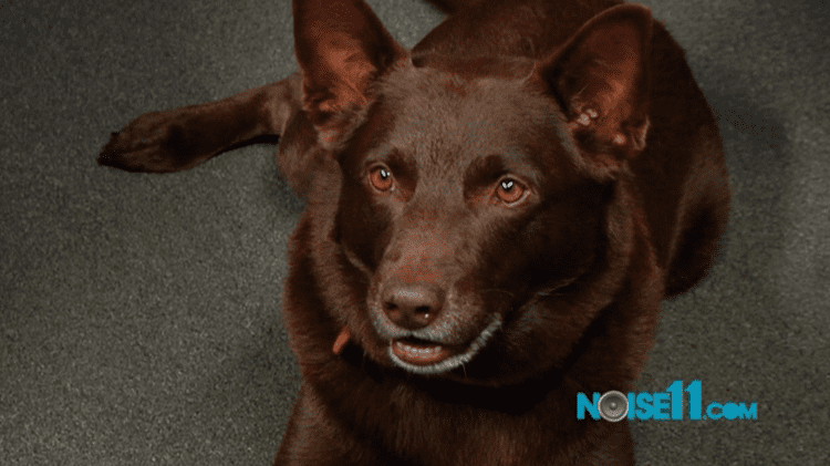 Koko (dog) Red Dog Nelson Woss and Koko Noise11com
