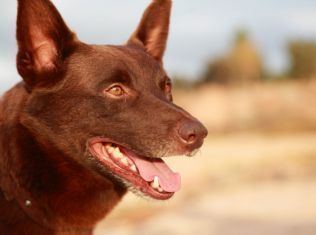 Koko (dog) An Adventure in Film Star of RED DOG dies