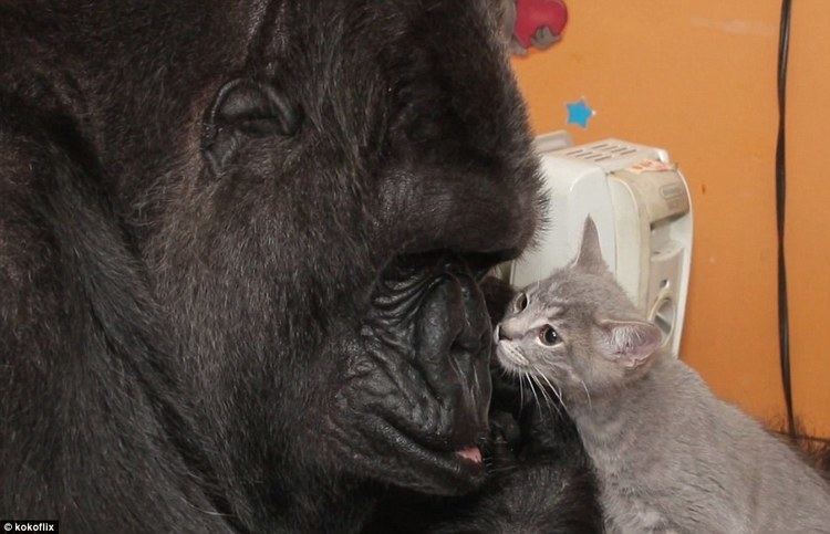 Koko (gorilla) Koko the gorilla adopts two kittens and cuddles up to them in