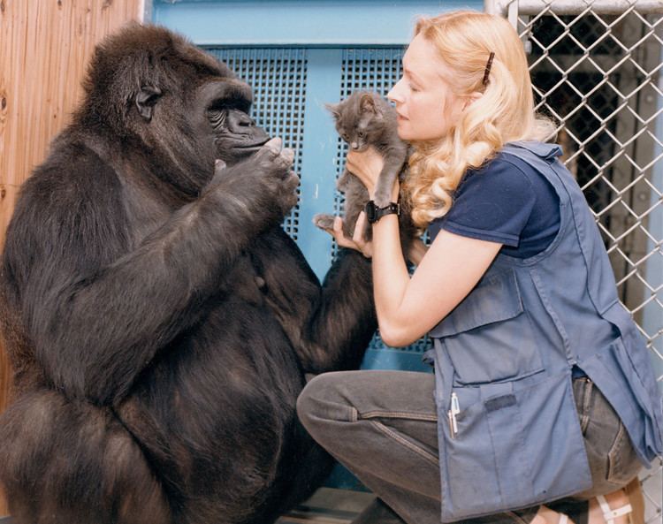 Koko (gorilla) The sad twilight of Koko the gorilla and her 39mother39 New York Post