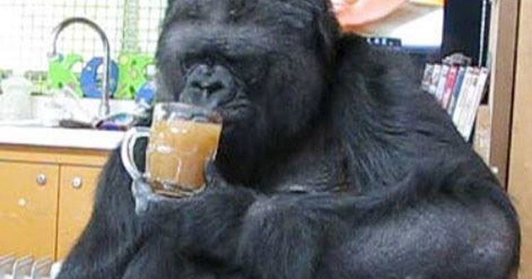Koko (gorilla) Meet Koko the gorilla who talks to people and find out why Leonardo