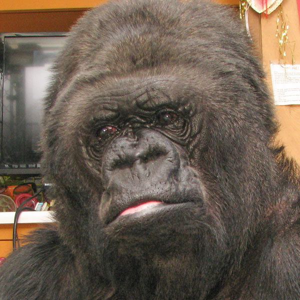Koko (gorilla) wwwkokoorgsitesdefaultfilesrootimagesnews