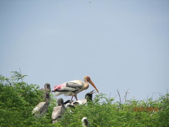 Kokrebellur Kokrebellur Bird Sanctuary Mandya Top Tips Before You Go