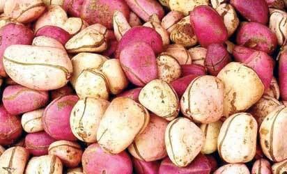Kola nut Excessive intake of kola nut is dangerous says doctor Vanguard News