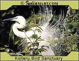 Kolleru Bird Sanctuary Kolleru Bird SanctuaryBird Sanctuary ToursBird Sanctuary of India