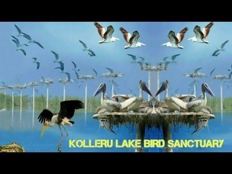 Kolleru Bird Sanctuary Kolleru Bird Sanctuary India YouTube