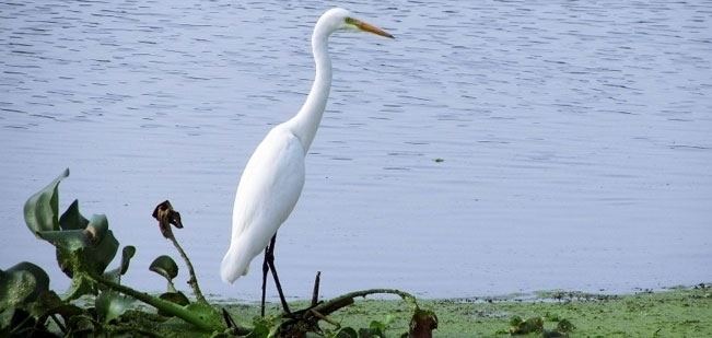 Kolleru Bird Sanctuary Kolleru Lake Bird Sanctuary Andhra Pradesh
