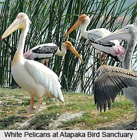 Kolleru Bird Sanctuary Bird Sanctuary Andhra Pradesh