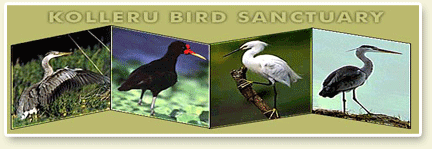 Kolleru Bird Sanctuary kolleru bird sanctuary andhra pradesh
