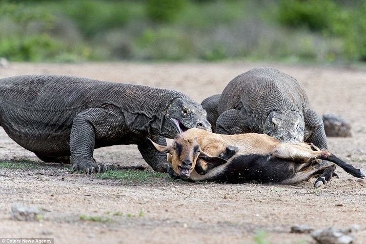 Komodo dragon Pair of Komodo dragons catch and kill an unsuspecting goat in