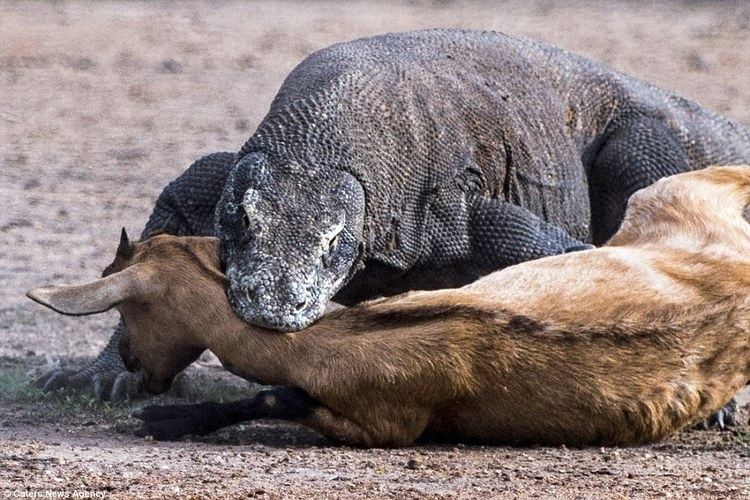 Komodo dragon Pair of Komodo dragons catch and kill an unsuspecting goat in