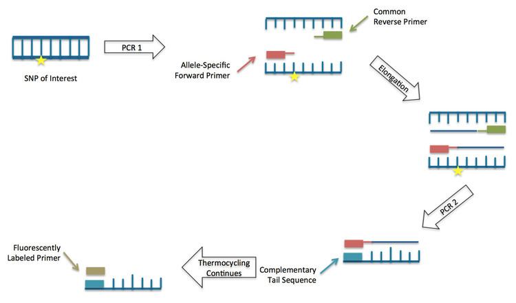 Kompetitive Allele Specific PCR (KASP)