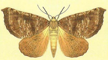 Kona giant looper moth