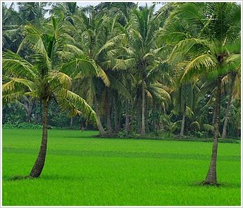 Konaseema Konaseema A Top Story of the Green Land popular for its Natural Beauty