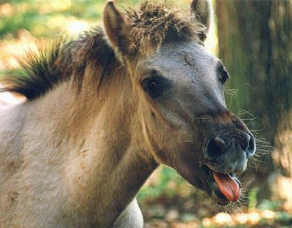 Konik Konik pictures video and information