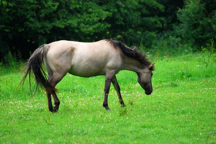 Konik FileKonik polski BPN 02jpg Wikimedia Commons