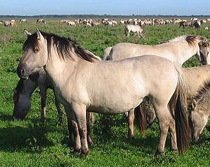 Konik Konik Wikipedia