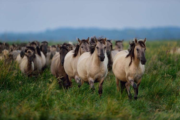 Konik Oder Delta blog 2 The Konik Polski horses of the Oder Delta Nature
